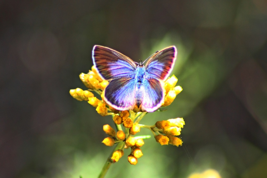 licenide autoctono elbano: lycaeides villai